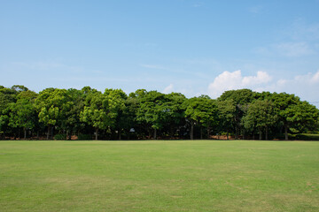公園の広い芝と樹木と青空