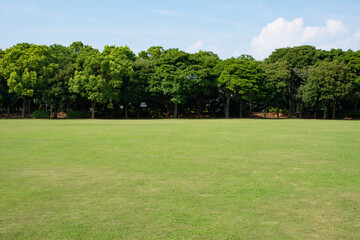 公園の広い芝と樹木と青空