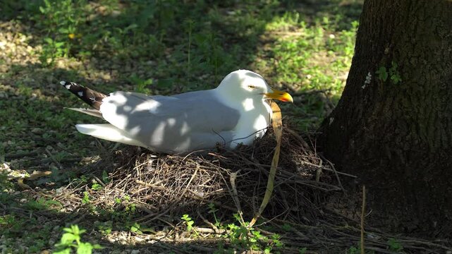 Lesser black-backed gull on her nest in Le Marais aux Oiseaux bird park in Dolus-d'Ol&eacute;ron, France