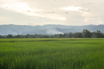 green rice field in countryside Thailand