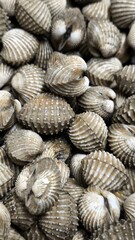 Fresh cockles ready to cook. Seafood. For background.
