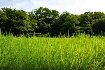 夏の草と森