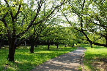 夏の桜並木。葉桜。