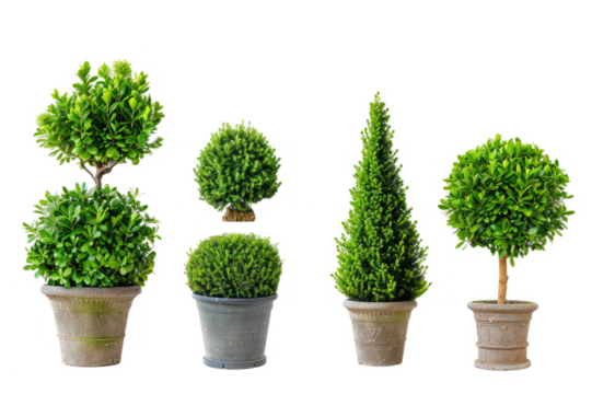 collection of topiary bushes in various shapes and sizes, isolated on white.