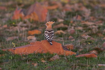 hoopoe © Thomas