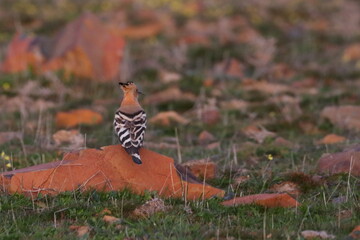 hoopoe © Thomas