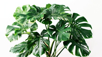 Obraz premium Green Monstera Deliciosa Plant Leaves