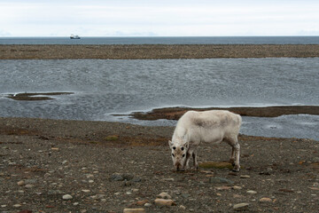 Renne du Spitzberg, Renne de Svalbard, Rangifer tarandus platyrhynchus, Spitzberg, Svalbard, Norvège