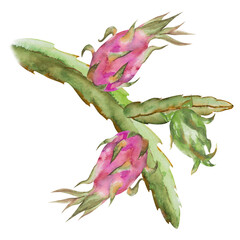 Obraz premium Watercolor illustration with pitahaya cactus, dragon fruit, pitahaya, flowers. Hand drawn watercolor illustration of pitahaya branch for fabric design, cover, tropical wallpaper