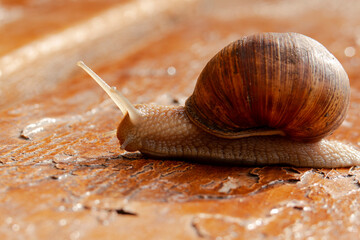 A grape snail close-up.