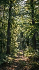 Obraz premium Sunlit Path Through a Green Forest