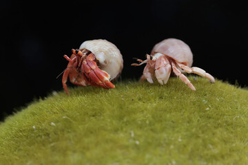 Two hermit crabs are walking slowly on a rock covered with seaweed. This animal whose habitat is on the edge of a sandy beach has the scientific name Paguroidea sp.
