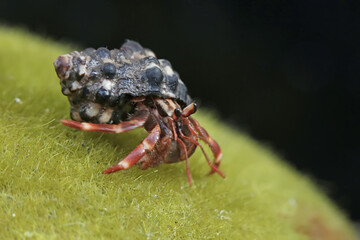 A hermit crab is walking slowly on a rock covered with seaweed. This animal whose habitat is on the edge of a sandy beach has the scientific name Paguroidea sp.