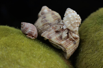 Three hermit crabs are walking slowly on a rock covered with seaweed. This animal whose habitat is on the edge of a sandy beach has the scientific name Paguroidea sp.