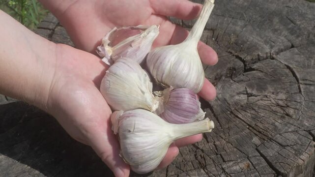 Freshly harvested garlic bulbs held in hand, ready to add flavor to your meals and dishes