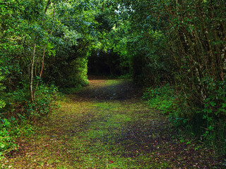 Naklejka premium A tunnel like path through a forest with trees on either side. The path is covered in leaves and dirt and creates drama and tension. Scene in a park.