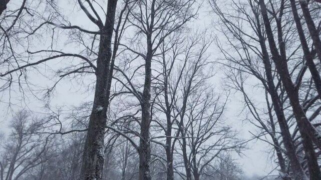 Slow motion snow in a beautiful winter forest, fresh white snow on trees