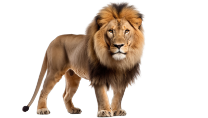 Lion king isolate on Transparency Background