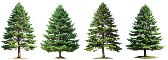 Fototapeta premium Set of evergreen spruce trees on a transparent background. Concept of plants and flowers.