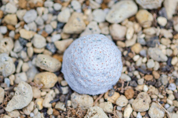 白いマミラリア