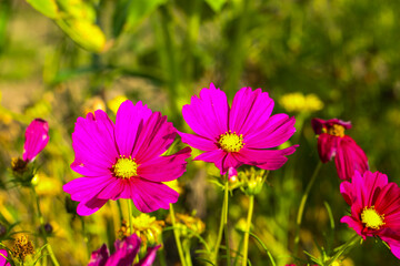 Fototapeta premium cosmos bpinnatus aseraceae in the field, sunny day