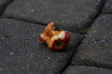 An apple core on a paving stone. A half-eaten apple is lying on the road