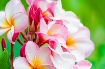 優雅に咲くピンクのプルメリア