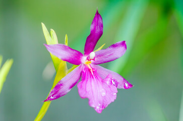 ミルトニア・モレリアナ