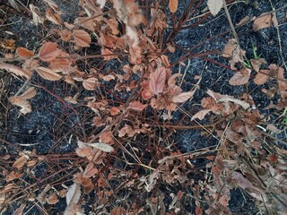 Dried tree branches and charred grass from illegal burning