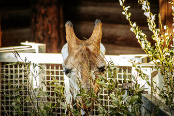 A giraffe reaches through branches to feed on green leaves within an enclosure. The animals distinctive spotted pattern and long neck are prominent