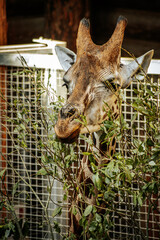 A giraffe reaches through branches to feed on green leaves within an enclosure. The animals distinctive spotted pattern and long neck are prominent