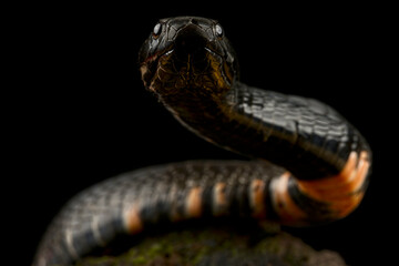 black-necked spitting cobra (Naja nigricollis)