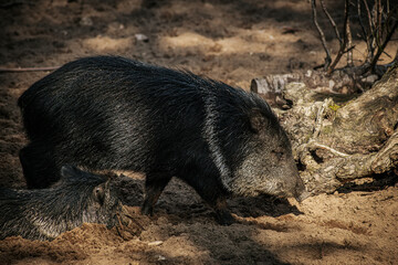 peccaries, one foraging and the other resting, on a sandy ground near fallen branches. The dark, coarse fur of the animals contrasts with the light, dry sand