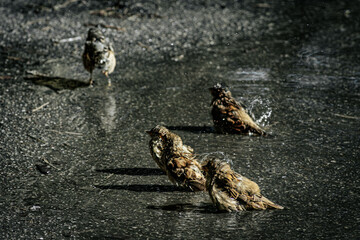 A group of sparrows energetically bathe in a puddle on wet pavement, splashing water droplets around. The birds feathers are ruffled and wet, capturing a playful and natural scene