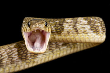Blandings Tree Snake (Toxicodryas blandingii)