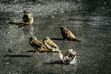 A group of sparrows energetically bathe in a puddle on wet pavement, splashing water droplets around. The birds feathers are ruffled and wet, capturing a playful and natural scene