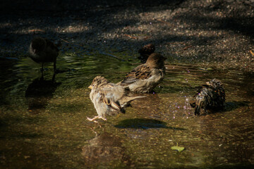 A group of sparrows energetically bathe in a puddle on wet pavement, splashing water droplets...
