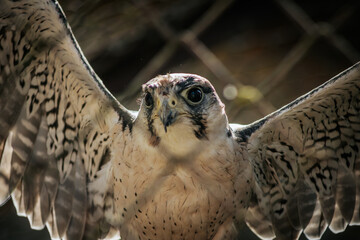 A close-up of a falcon spreading its wings, revealing intricate patterns on its feathers. The...
