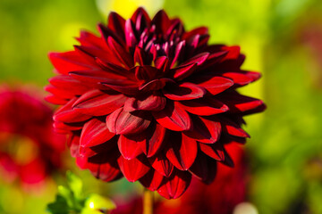 red dahlia in the field, dahlias belong to the daisy family (Asteraceae). red © Dagmar Breu