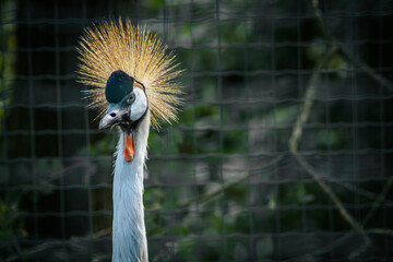 Fototapeta premium A grey crowned crane showcases its distinctive golden crown of feathers, gracefully curving its neck. The bird's black, white, and grey plumage contrasts beautifully with the surrounding foliage