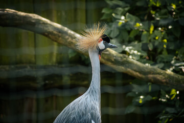 A grey crowned crane showcases its distinctive golden crown of feathers, gracefully curving its neck. The bird's black, white, and grey plumage contrasts beautifully with the surrounding foliage