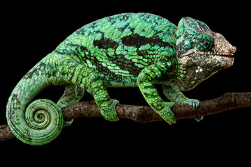 Flat-casqued chameleon (Calumma globifer) male