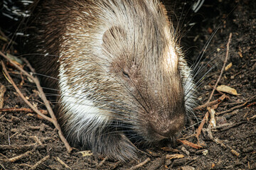 A porcupine with its quills prominently extended walks along a rocky surface, showcasing its natural defense mechanism. The intricate patterns of the quills contrast with the rough texture
