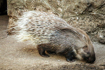 A porcupine with its quills prominently extended walks along a rocky surface, showcasing its natural defense mechanism. The intricate patterns of the quills contrast with the rough texture