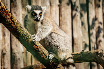 A ring tailed lemur with striking yellow eyes sits on a tree branch, gazing into the distance. The animals fur contrasts with the wooden fence in the background, highlighting its natural beauty.
