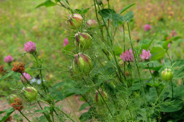 Nigella seed is growing in garden. Seeds in country garden. Medicinal herb.