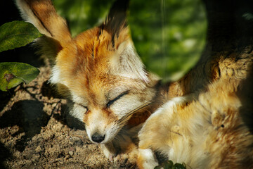 Fennec fox peacefully sleeping on sandy ground, its large ears folded back. The foxs soft fur and relaxed pose create a serene and calm atmosphere.