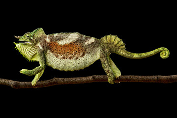 Angry four-horned chameleon (Trioceros quadricornis) male