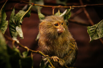 A close-up of a pygmy marmoset perched on a branch, surrounded by green leaves. The small primate's expressive eyes and detailed fur are highlighted against a blurred background