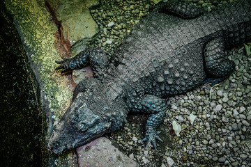 A crocodile lies motionless on a rocky surface, its textured skin blending with the pebbles and stones around it. The image captures the rugged details of the reptiles tough exterior